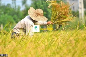 عمده فروشی برنج چمپا 