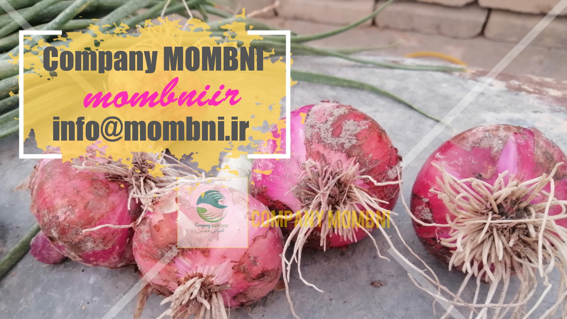 قیمت پیاز قرمز شمالی خوزستان