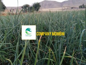 ?نیازمندی تغذیه ای در خانواده پیاز