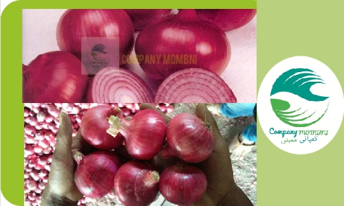 فروش پیاز قرمز کوچک برای صادرات به هند