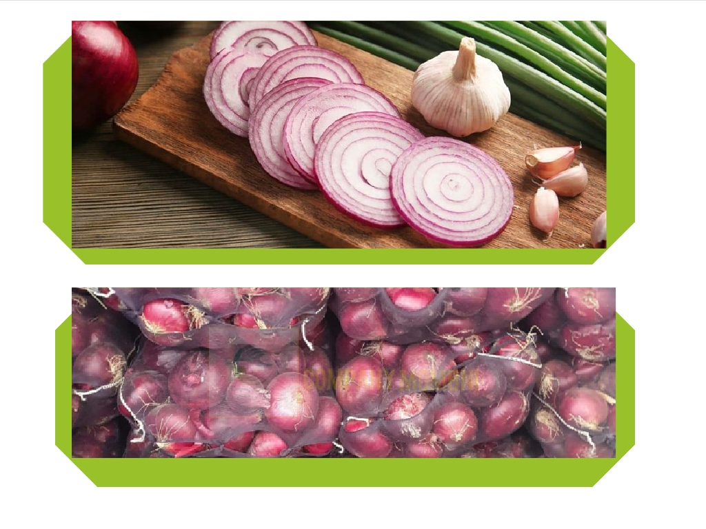 تولید پیاز صادراتی ایران