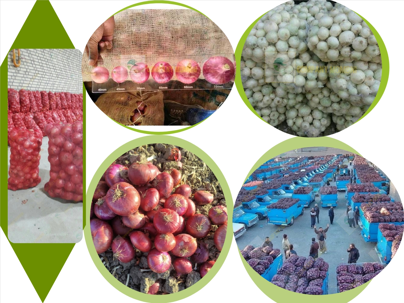 فواید پوست پیاز قرمز