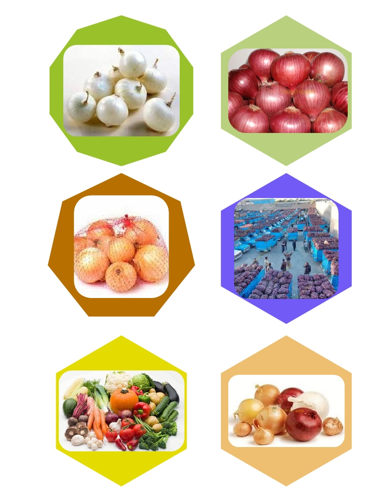 تولیدی پیاز قرمز کشاورزان