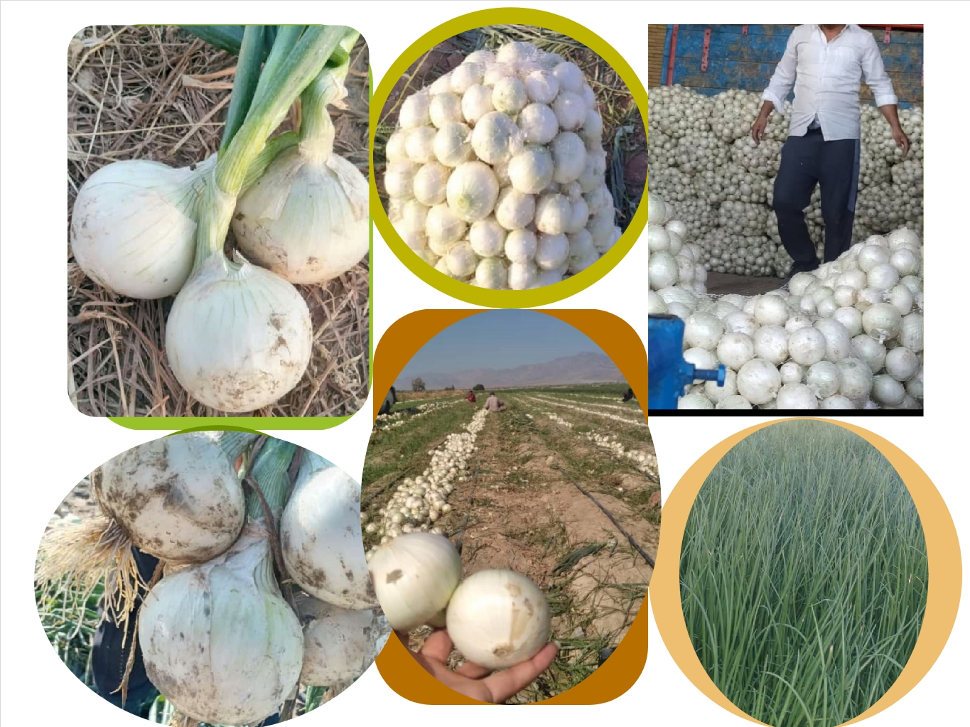 صادرات پیاز سفید لوکس