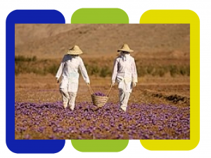 تولیدی زعفران عمده صادراتی 