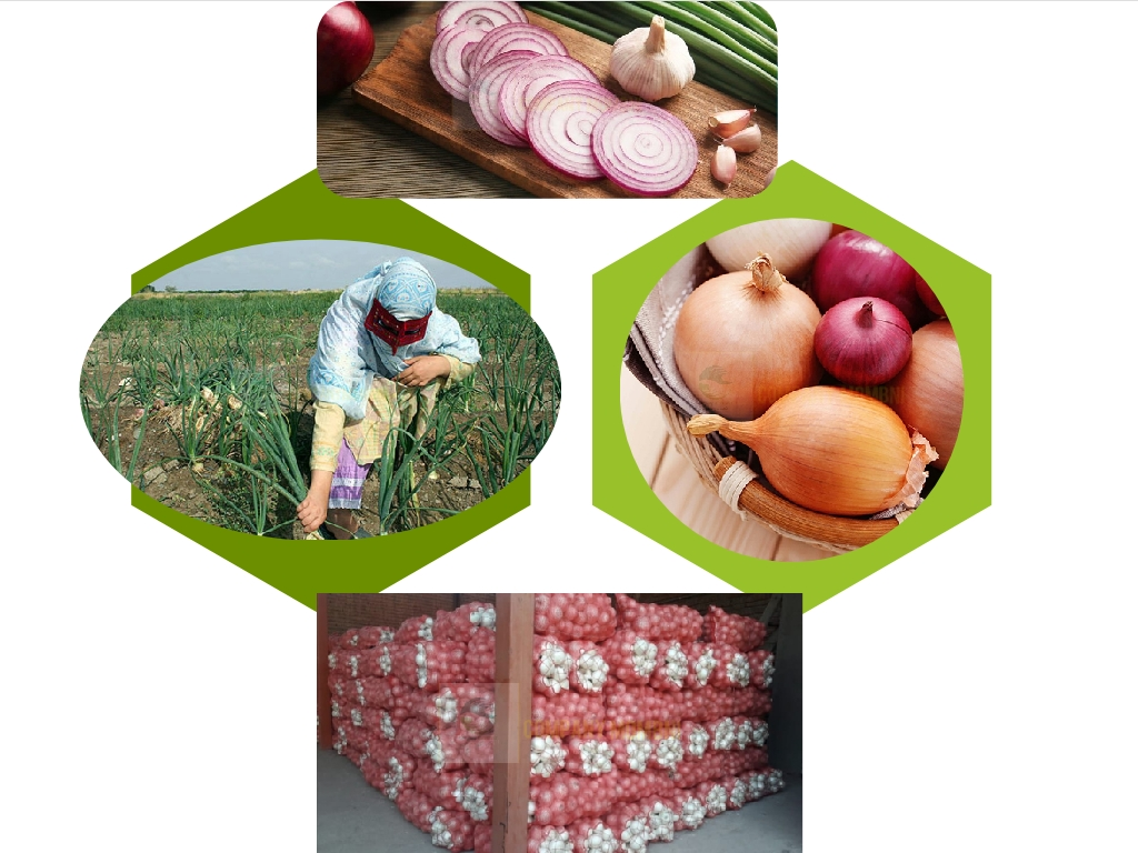 خرید و فروش انواع پیاز متوسط