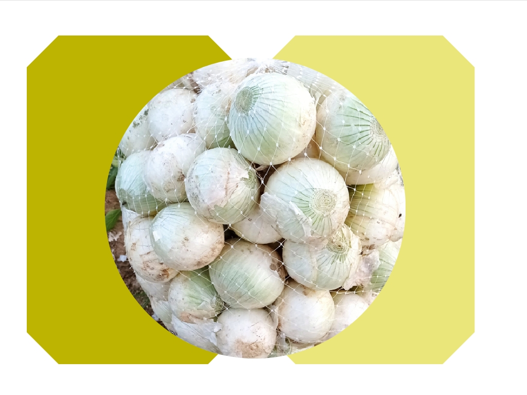 خرید پیاز سفید ممتاز