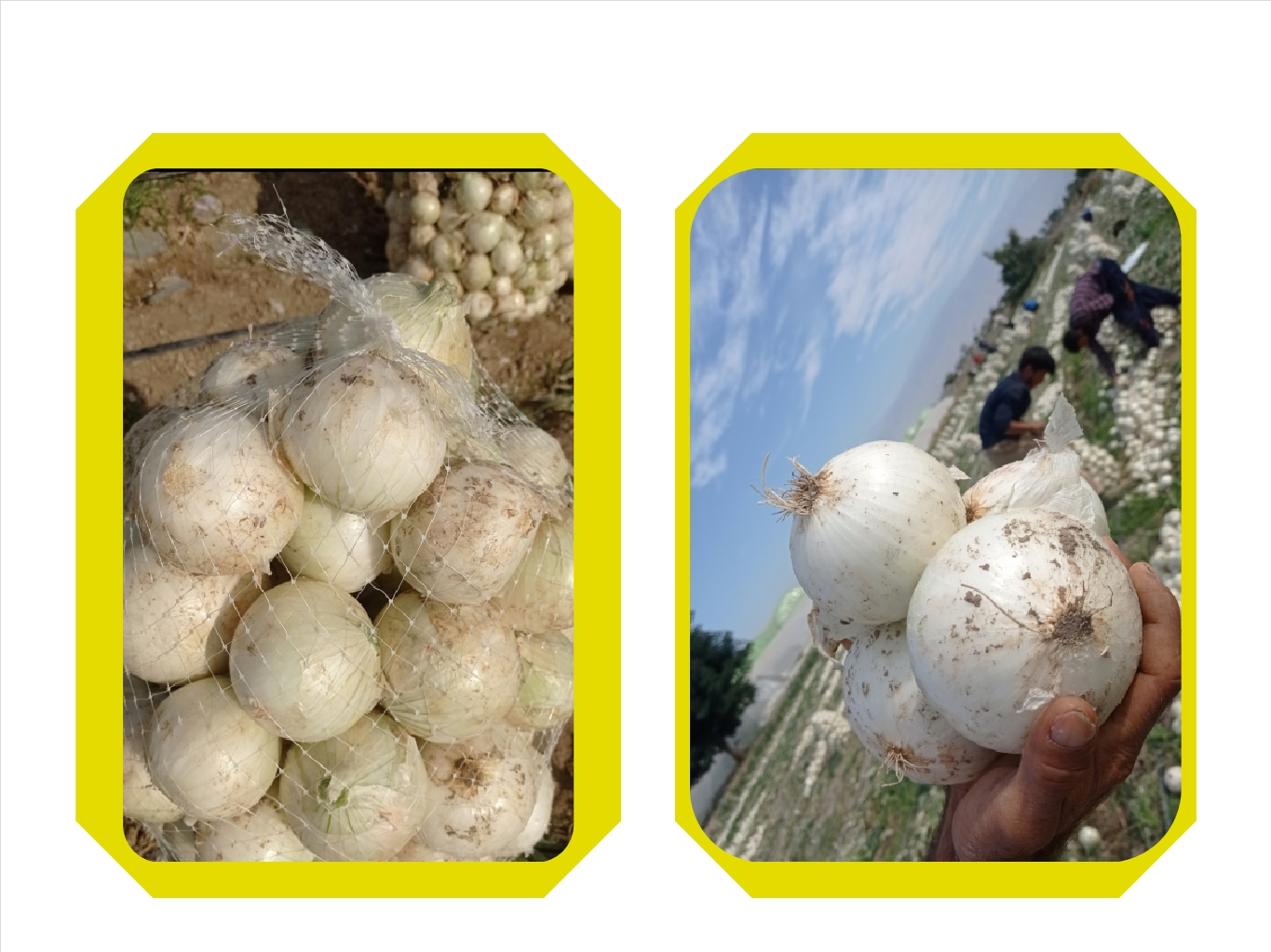 فروشگاه پیاز سفید کله