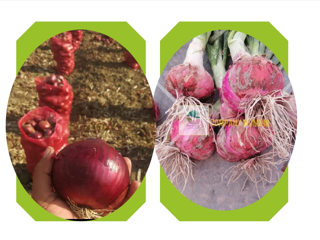 صادرات پیاز قرمز، مرکزی