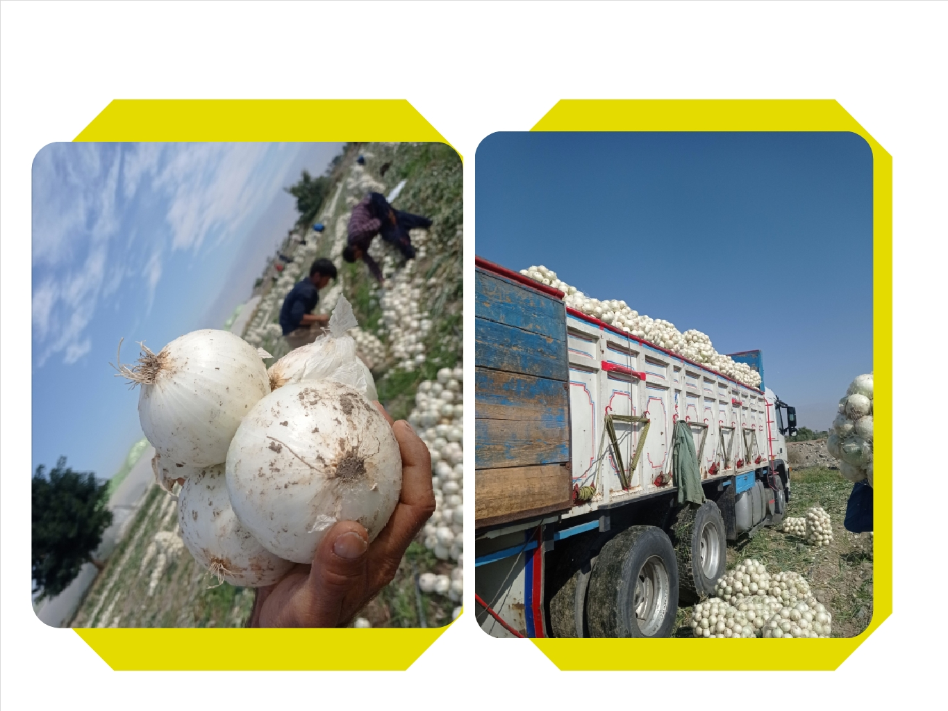 پیاز سفید عمده صادراتی