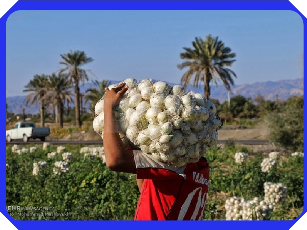 افزایش قیمت پیاز سفید