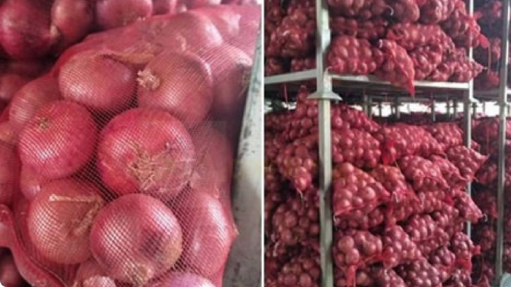 توزیع پیاز قرمز در مجموعه ها