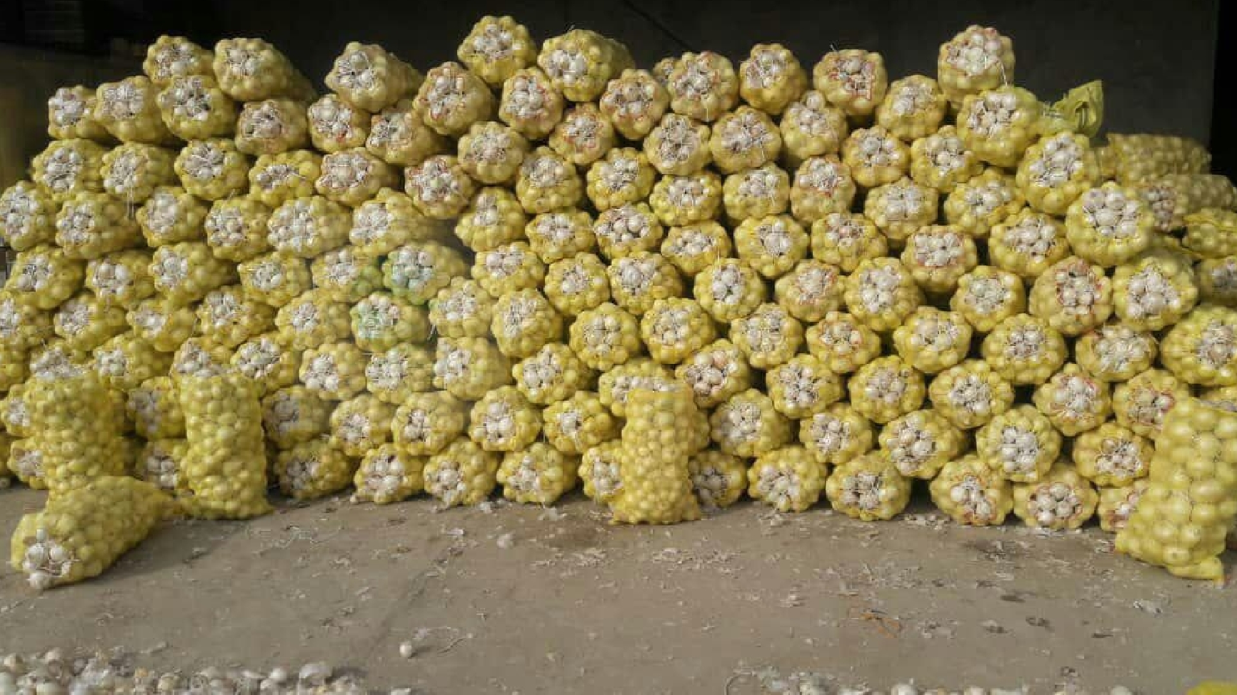 فروش پیاز سفید متوسط