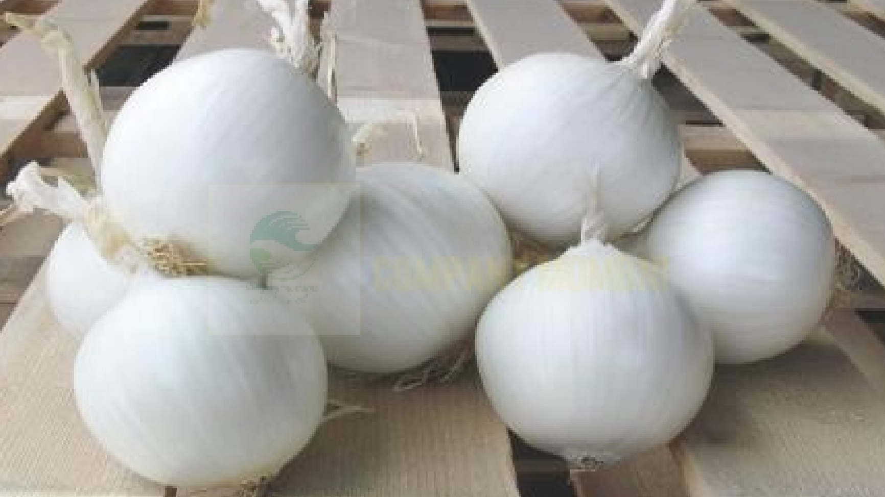 خرید و فروش پیاز لوکس عمده