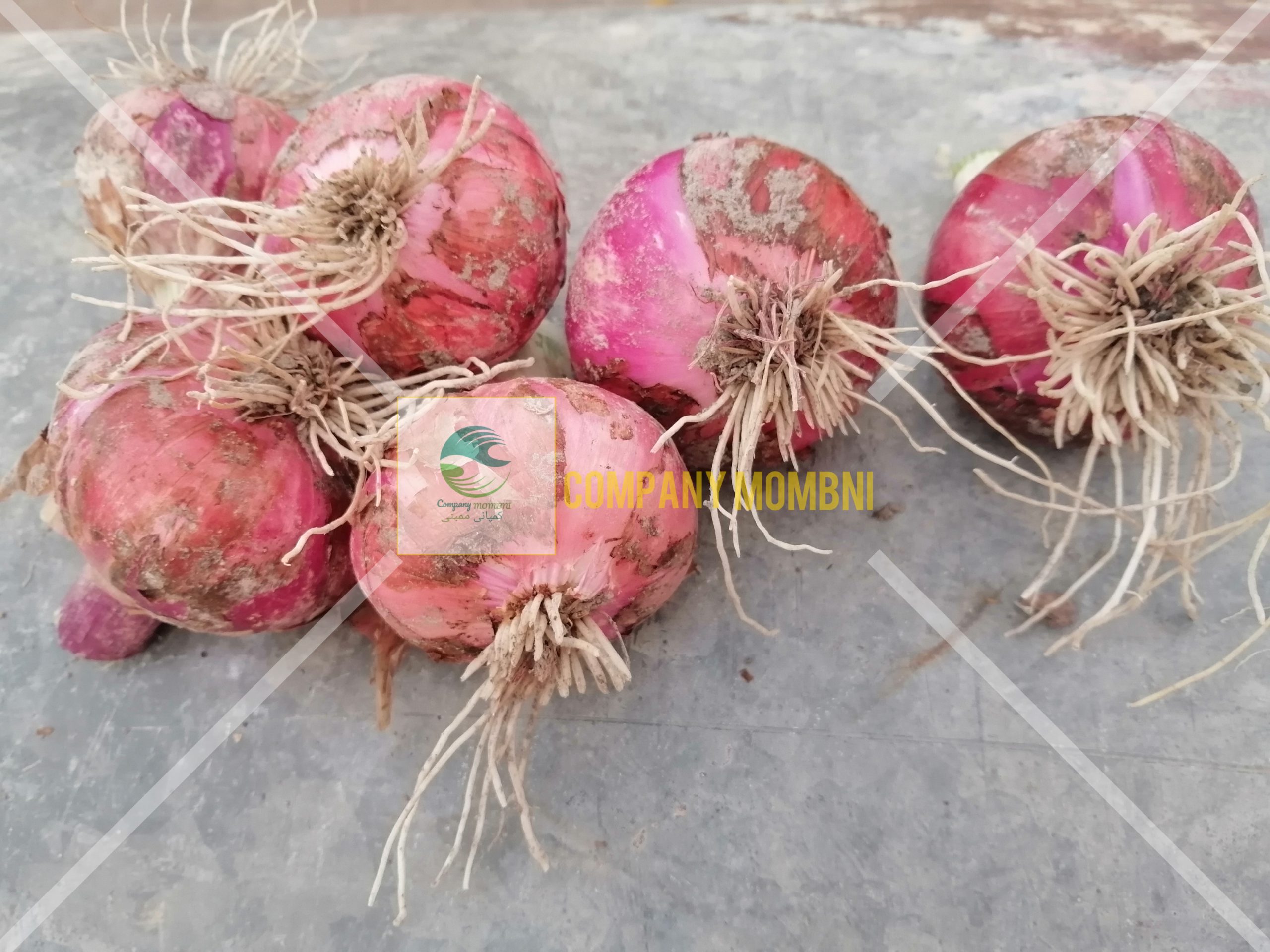 عرضه پیاز قرمز، متوسطه