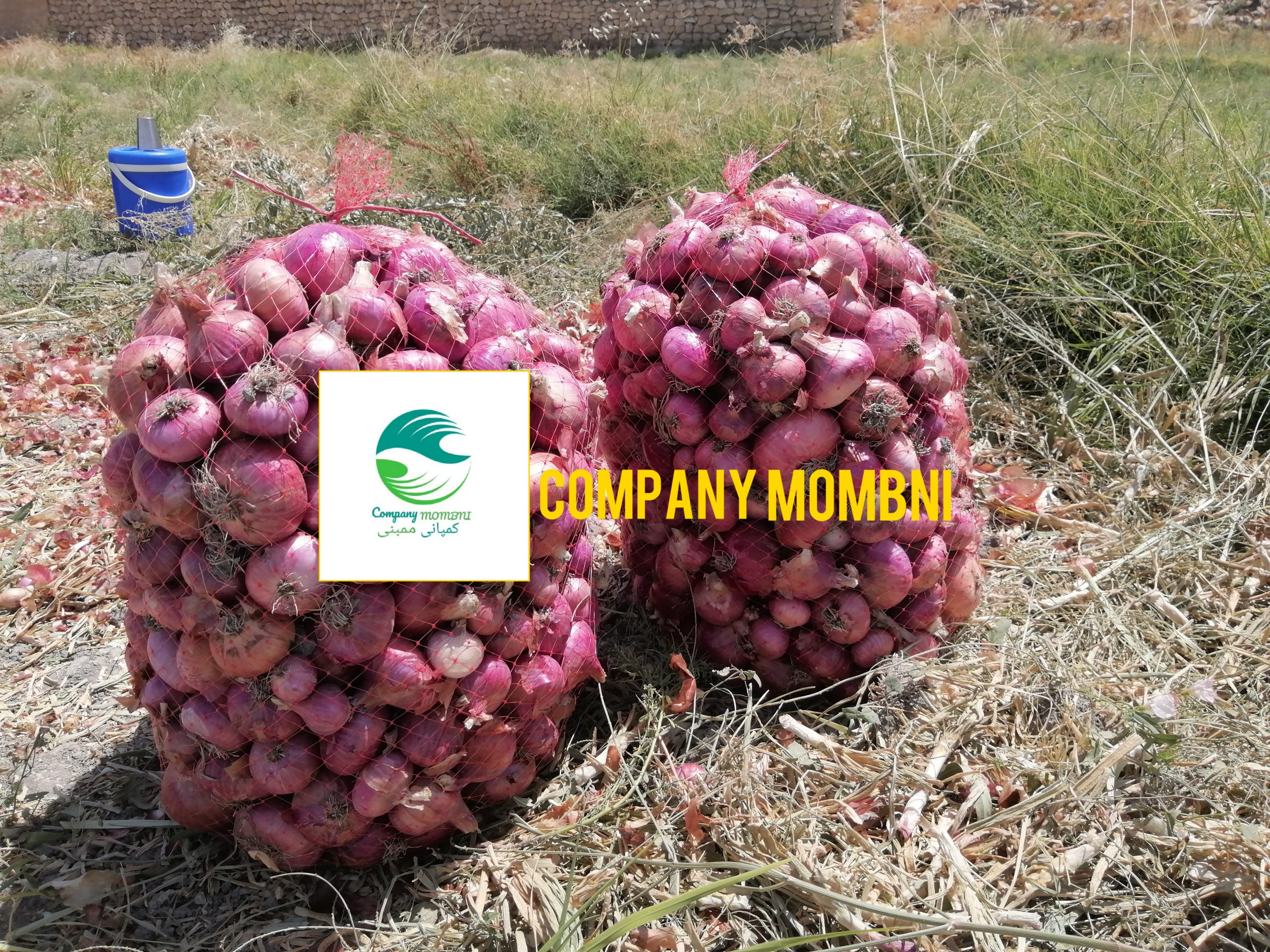 فروشگاه پیاز قرمز میداوود