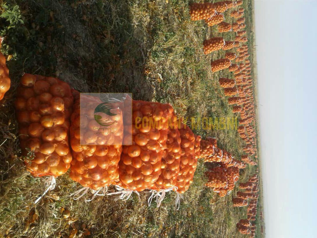 افزایش قیمت پیاز زرد