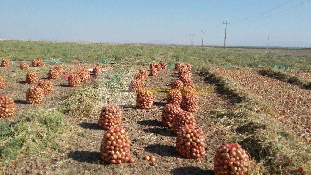 پیاز زرد درجه یک ویکیما