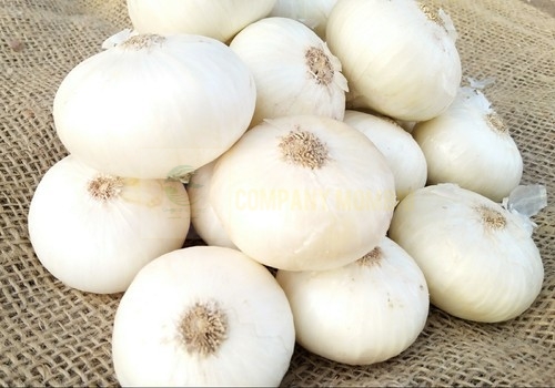 قیمت پیاز سفید صادراتی