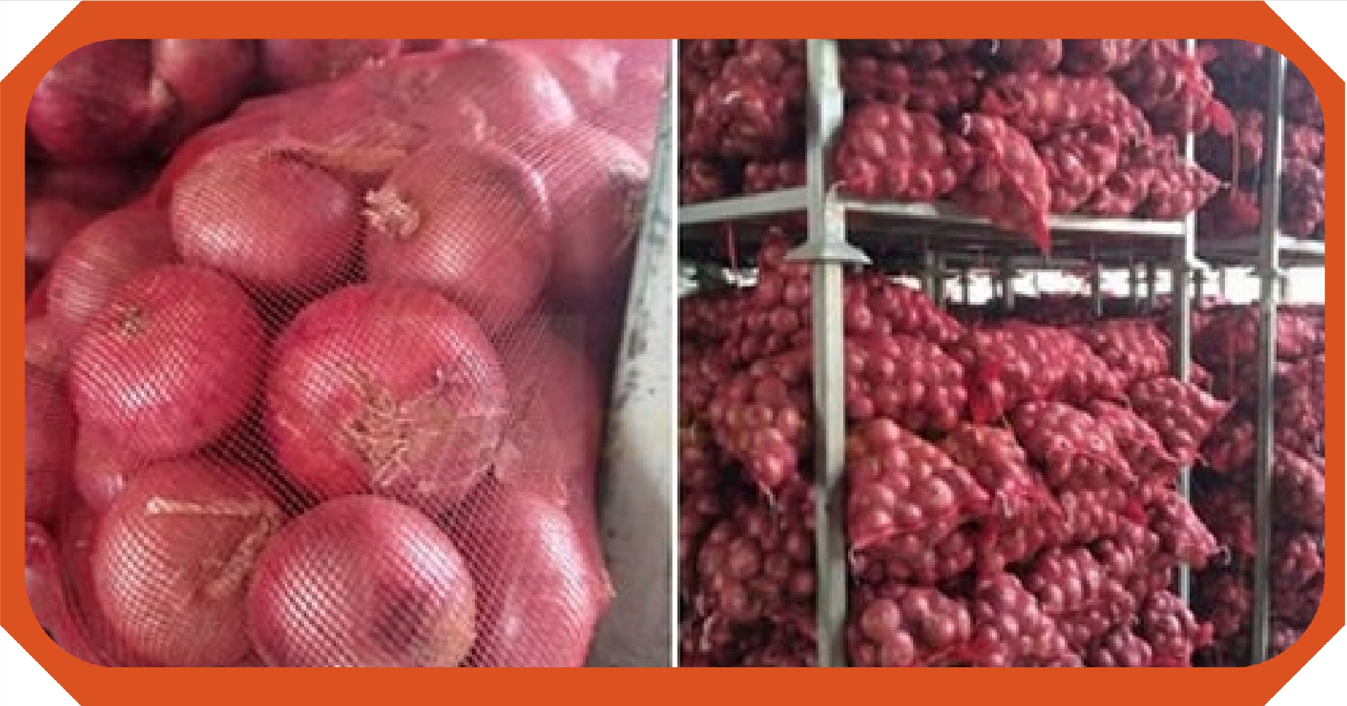 فروشگاه تولید کننده پیاز قرمز