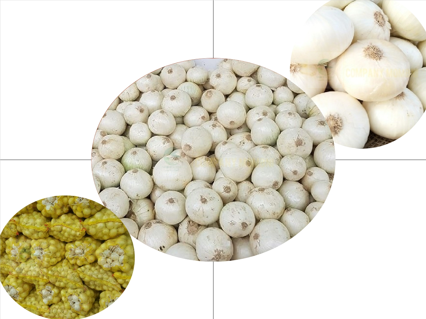 پیاز سفید عمده اصفهان