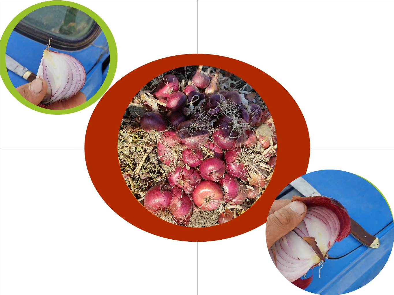 فروش پیاز قرمز دزفول