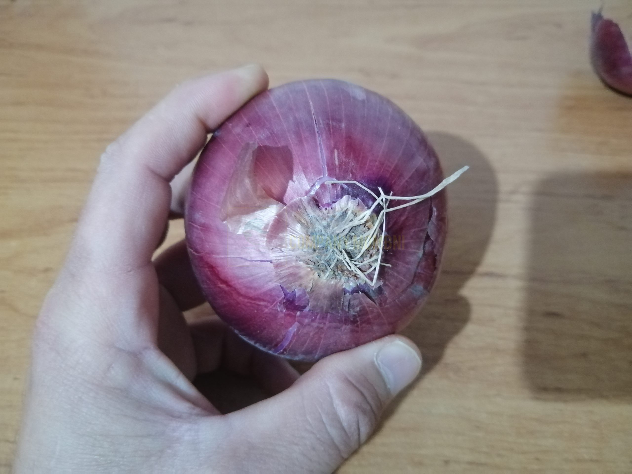 پیاز قرمز آذربایجان غربی