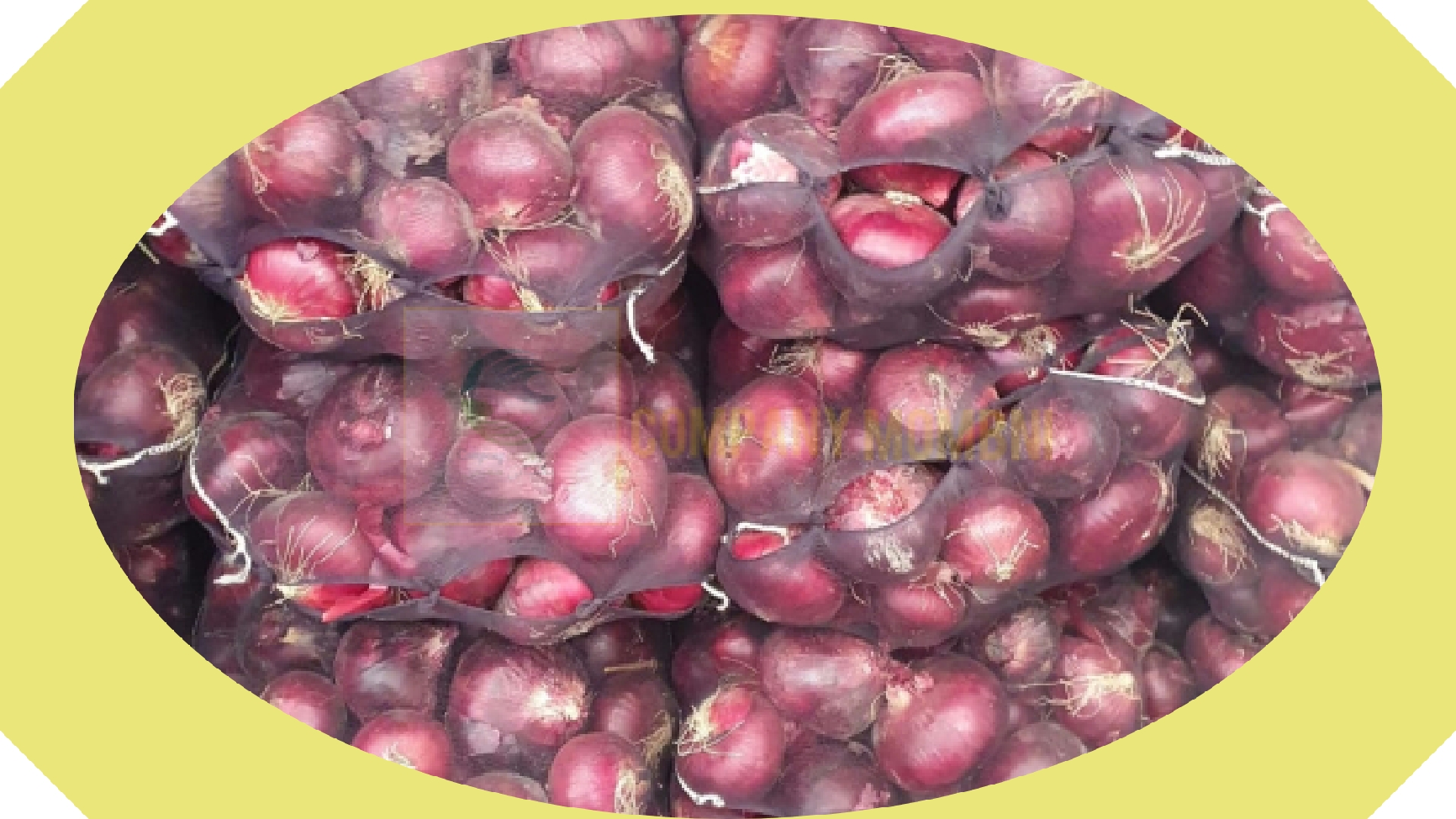 فروشگاه پیاز قرمز مشهد