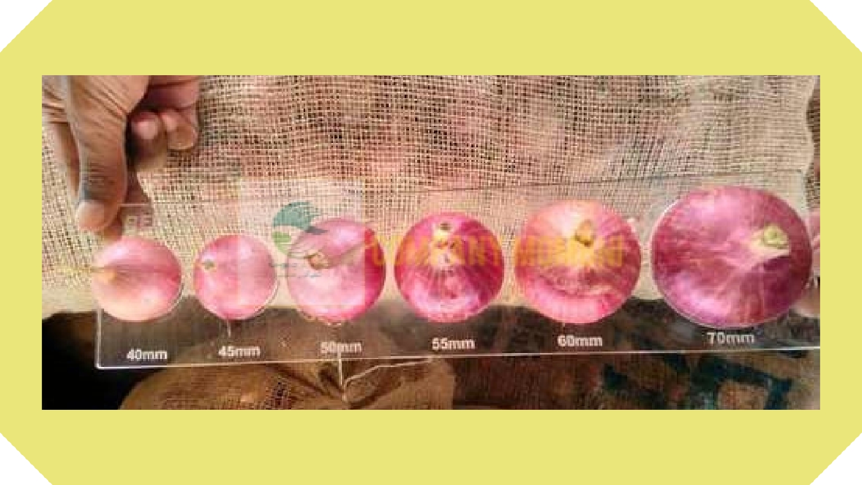 انواع سایزهای مختلف پیاز قرمز