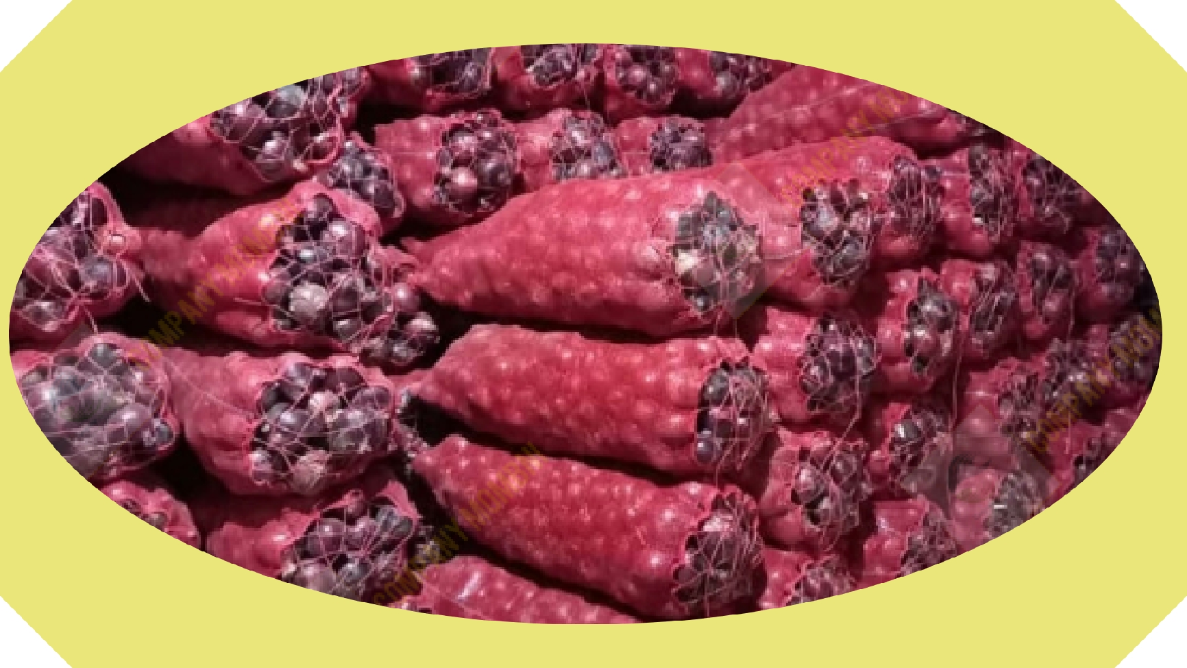 پیاز قرمز بناب صادراتی