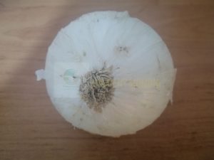 صادرات پیاز سفید کریستال کله 