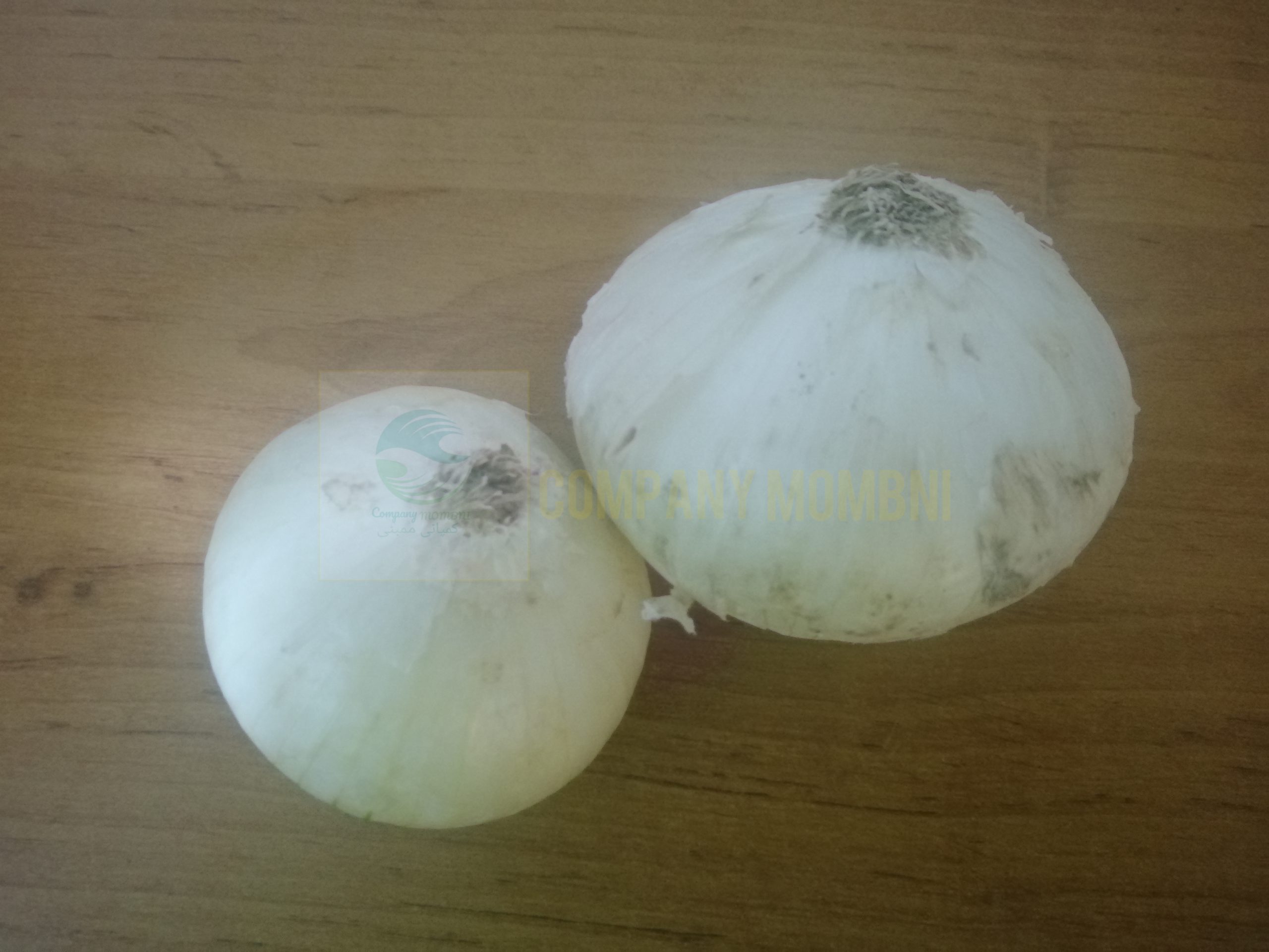 پیاز کله سفید لوکس درجه یک