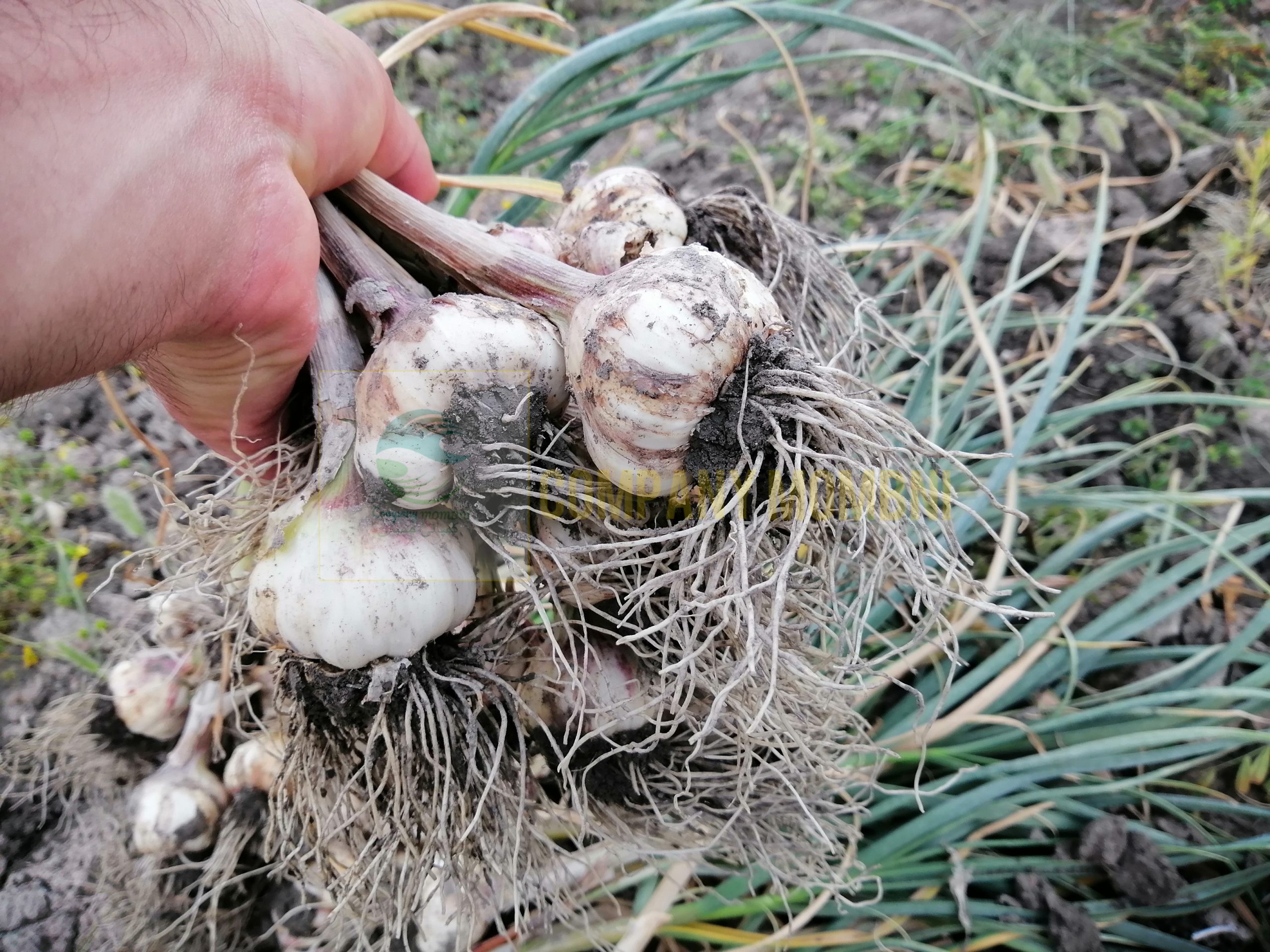 فروشگاه سیر عمده میداود