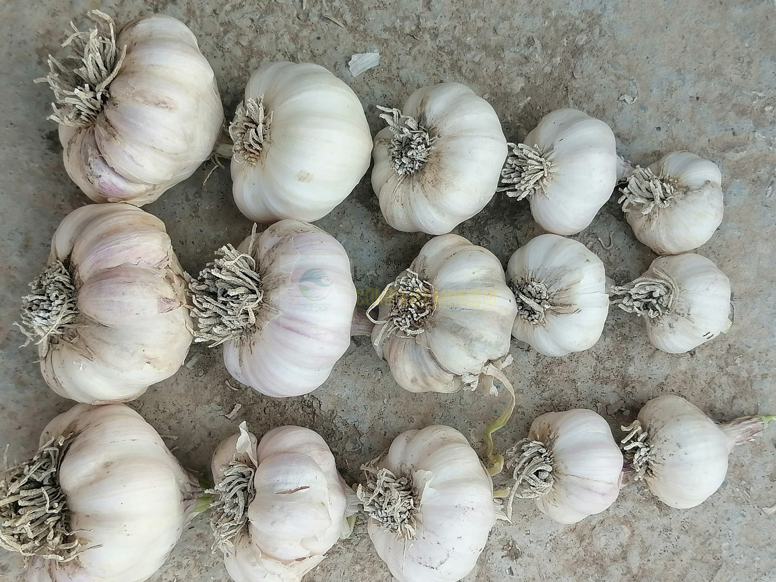 تولیدی سیر عمده میداود