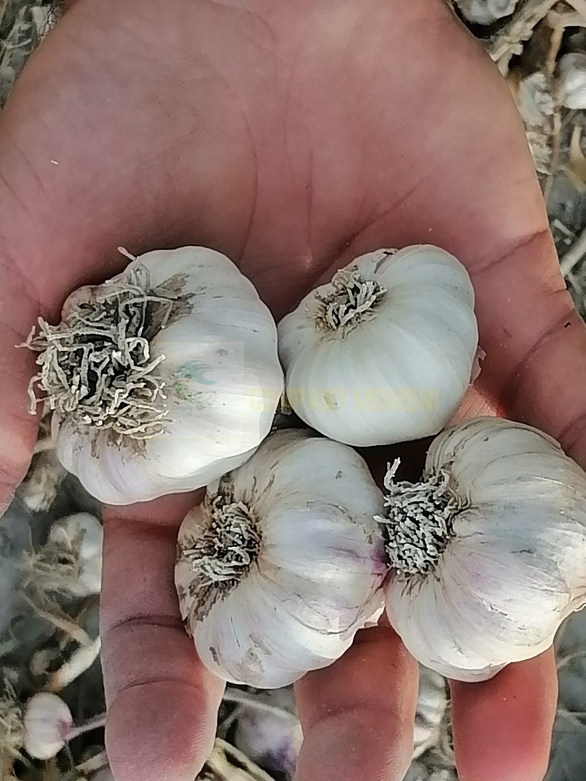 توزیع عمده سیر میداوود