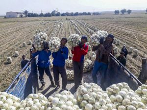 قیمت پیاز سفید صادراتی 