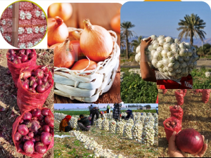 نرخ پیاز قرمز صادراتی 