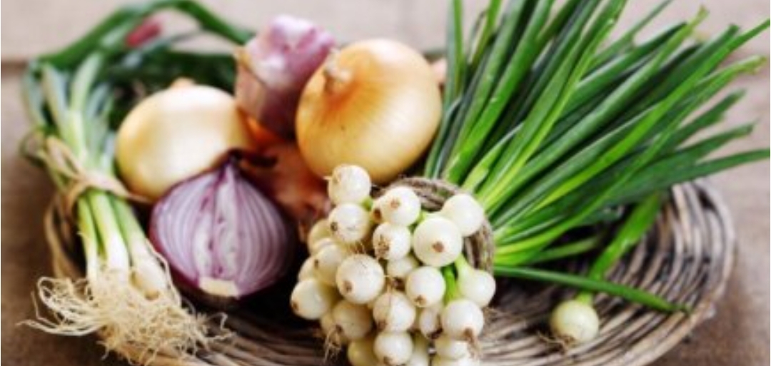 آشنایی پیاز زرد صادراتی 