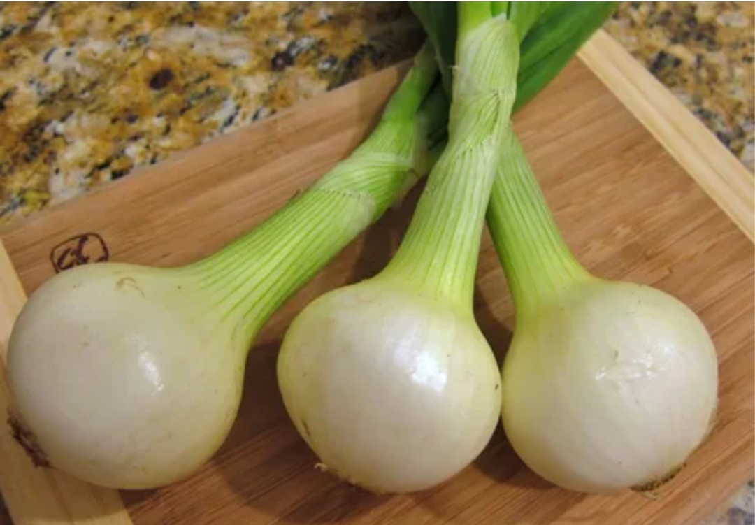 فروش پیاز سفید شیراز