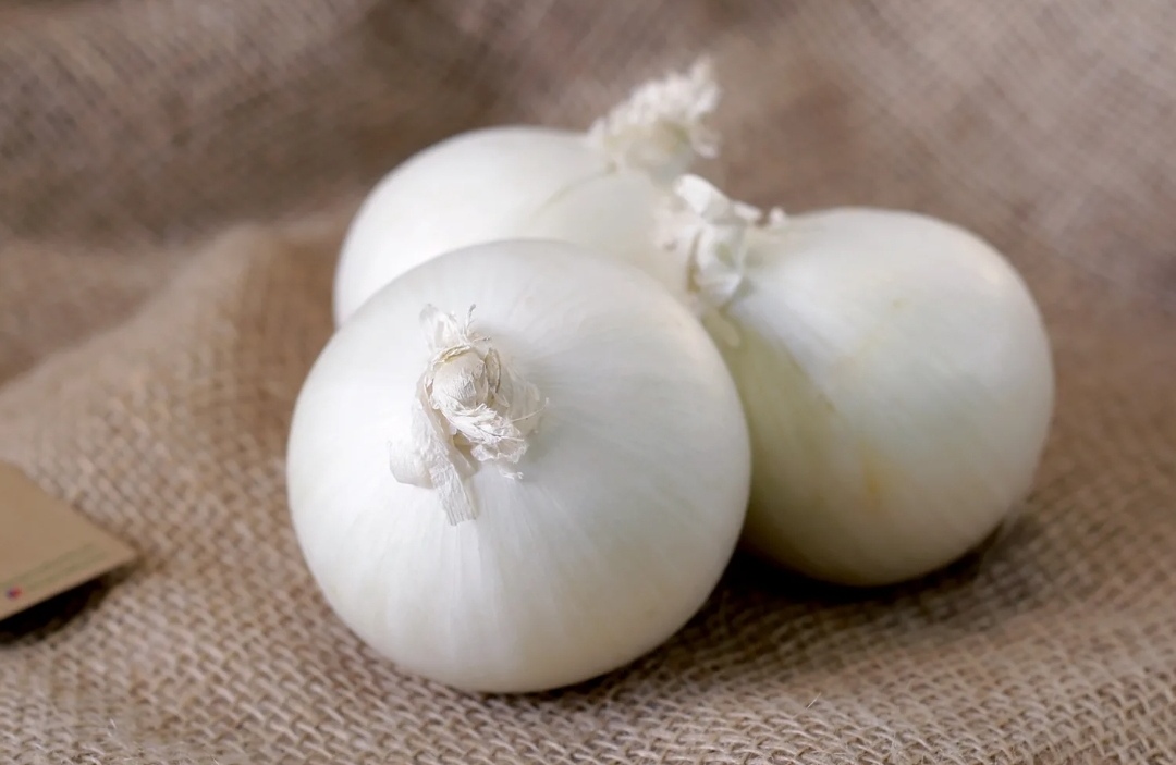 خرید بهترین پیاز سفید شیراز